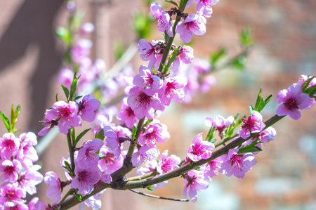 Spring blooming tree