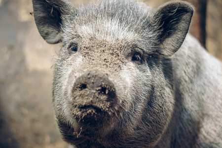 Large Vietnamese Pigの写真素材