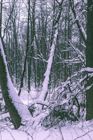 Trees in the winter forest.の写真素材