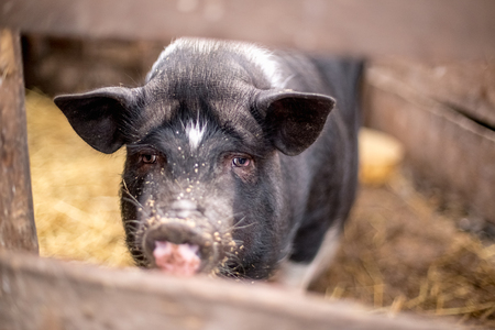 Black Vietnamese pigs on the farm.の写真素材