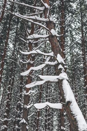 Pine trees in winter forest.の写真素材
