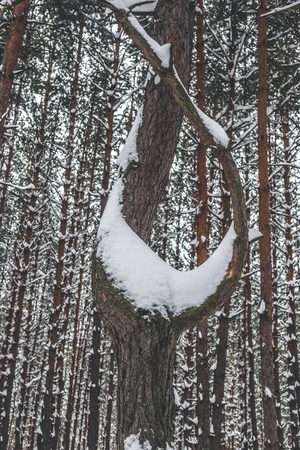 Pine trees in winter forest.の写真素材