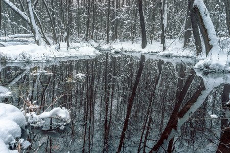 Beautiful flooded forest in winter time.の写真素材