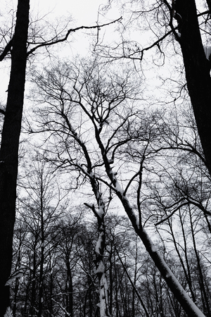 Trees in the winter forest.の写真素材