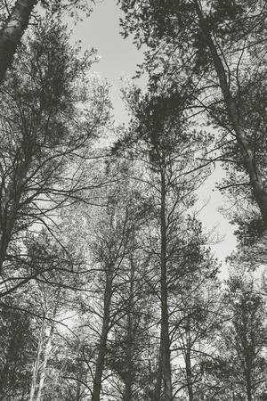 Pine forest in the autumn. Monochrome photo.の写真素材