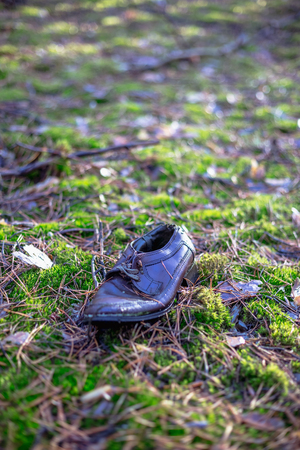 Old lost single shoe in the pine forest.の写真素材