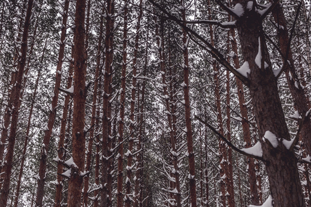 Pine trees in winter forest.の写真素材