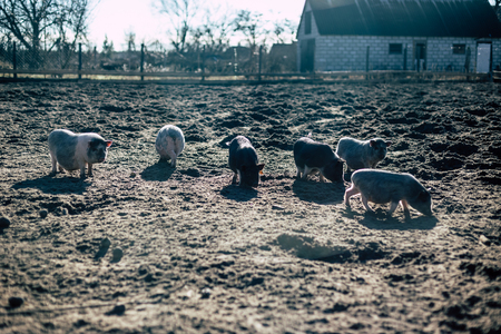 Vietnamese Pigs. Marble breedの写真素材