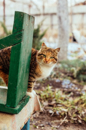 Portrait of a red-haired rural cat.の写真素材