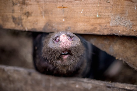 Vietnamese pigs on the farm.