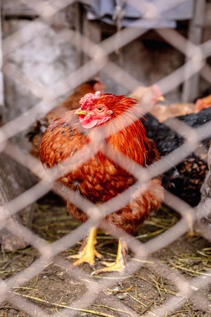 Chickens on the farm. Toned, style, color photoの写真素材