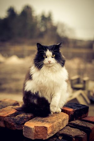 Portrait of beautiful black and white rural cat.の写真素材