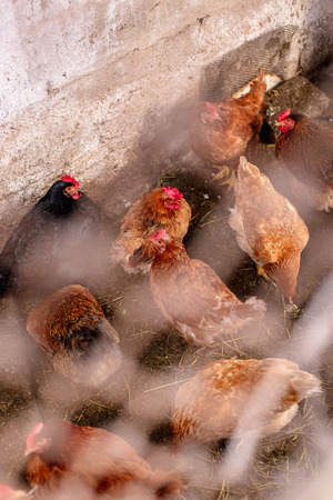 Chickens on the farm. Toned, style, color photoの写真素材
