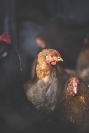 Chickens on the farm. Toned, style, color photoの写真素材