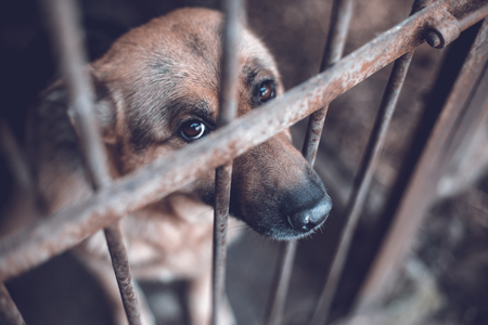 A big sad shepherd in an old aviary. Toned, style photoの写真素材