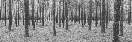 Monochrome panorama of trees in the pine forestの写真素材