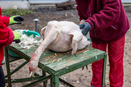 The process of removing feathers from a dead turkey. Slaughter and plucking a turkey