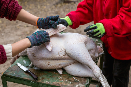 The process of removing feathers from a dead turkey. Slaughter and plucking a turkeyの写真素材