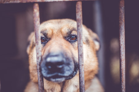 A big sad shepherd in an old aviary. Toned, style photoの写真素材