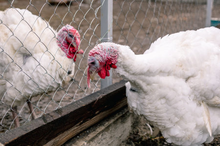 Breeding turkeys on the farm.
