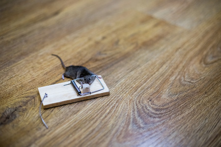 Dead mouse in a mousetrap on the floorの写真素材