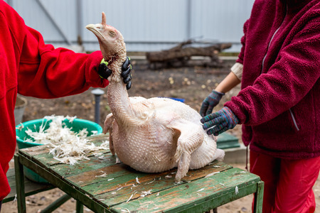 The process of removing feathers from a dead turkey. Slaughter and plucking a turkeyの写真素材