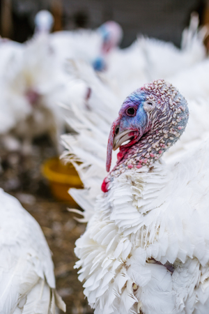 Breeding turkeys on a farmの写真素材