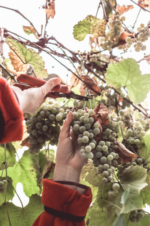 Harvesting grapes in the vineyard