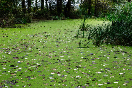 Green duckweed on the water.
