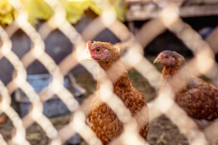 Portrait of a chicken behind a metal mesh on a farm.の写真素材