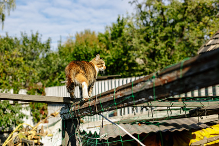 Rural red cat on the old wooden fence.の写真素材