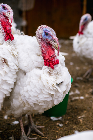 Breeding turkeys on a farmの写真素材