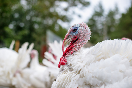 Breeding turkeys on a farmの写真素材