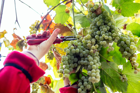 Harvesting grapes in the vineyardの写真素材