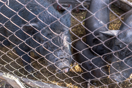 Vietnamese pigs behind a mesh fence on a farm.の写真素材
