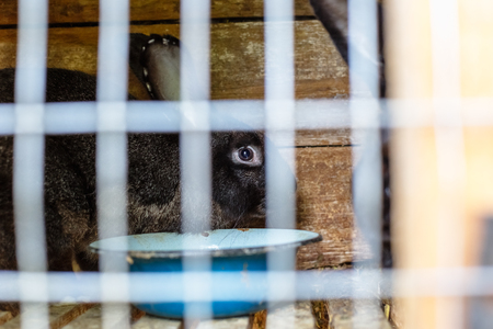 Rabbit in the cage. Breeding of domestic animals.の写真素材