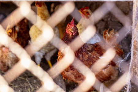 Portrait of a chicken behind a metal mesh on a farm.の写真素材