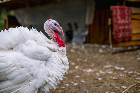 Breeding turkeys on a farmの写真素材