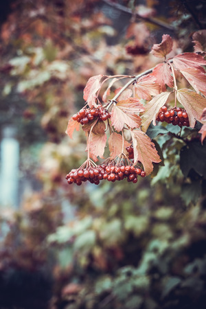 Red viburnum berries on a tree in autumn.の写真素材
