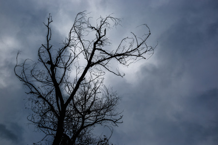 Silhouette of dead tree without leaves with the dark sky on backgroundの写真素材