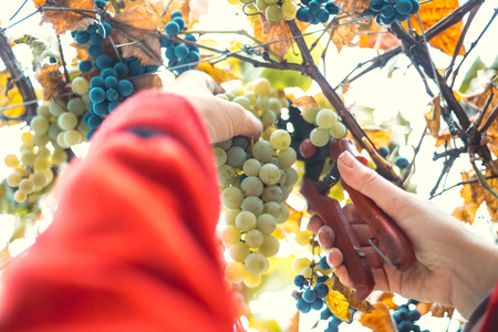 Harvesting grapes in the vineyardの写真素材