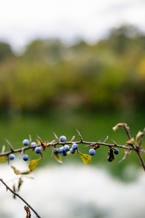 Blackthorn bush with ripe berries on a background of the river.の写真素材