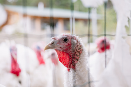 Breeding turkeys on a farmの写真素材