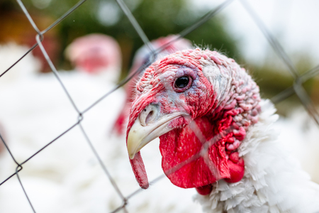 Turkeys from behind a metal fence on the farm.の写真素材