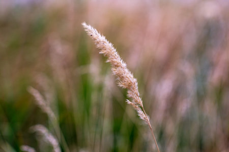 Tender and soft closeup photo of grass with spikeletsの写真素材