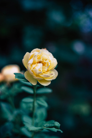 Beautiful yellow rose in the gardenの写真素材