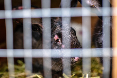Black sick rabbit in the cage with myxomatosisの写真素材