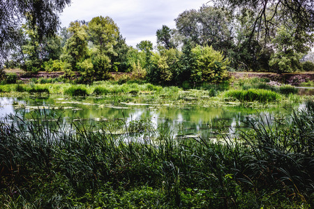 Calm river in the summer morning with green trees on background. Toned, style photo.の写真素材