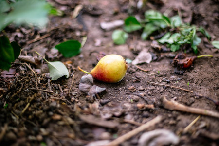 Rotten pear on the ground