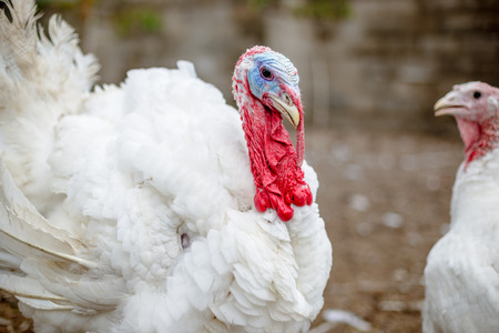 Turkey on a farm , breeding turkeys. White turkey portrait. Flock of Turkeys at the farm. Pasture raised turkey on a farm.の写真素材